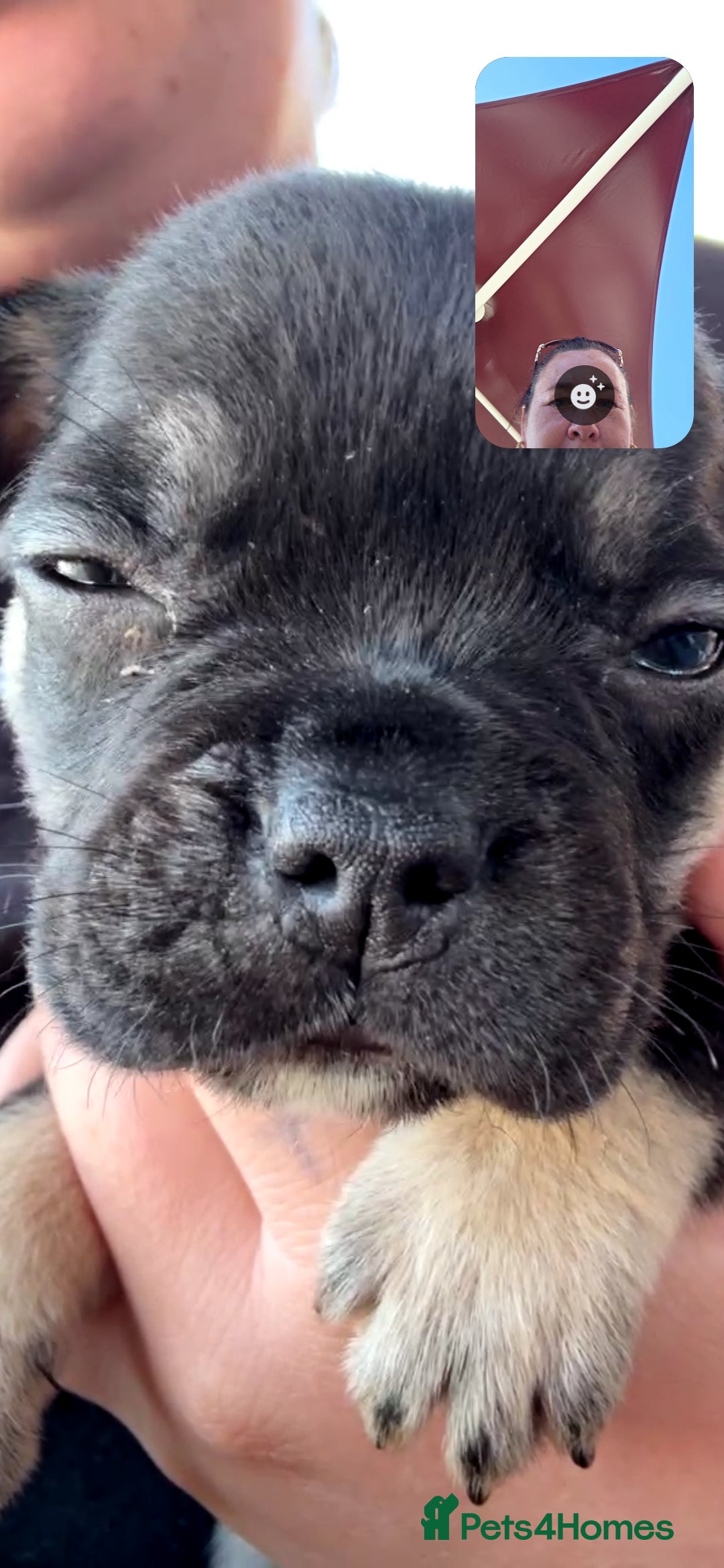 Mixed Breed dogs for sale: 3/4 frenchy 1/4 collie pups - Image 7