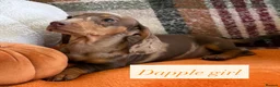 Dachshund dogs for sale: 5 beautiful dachshund girls  - Advert 9