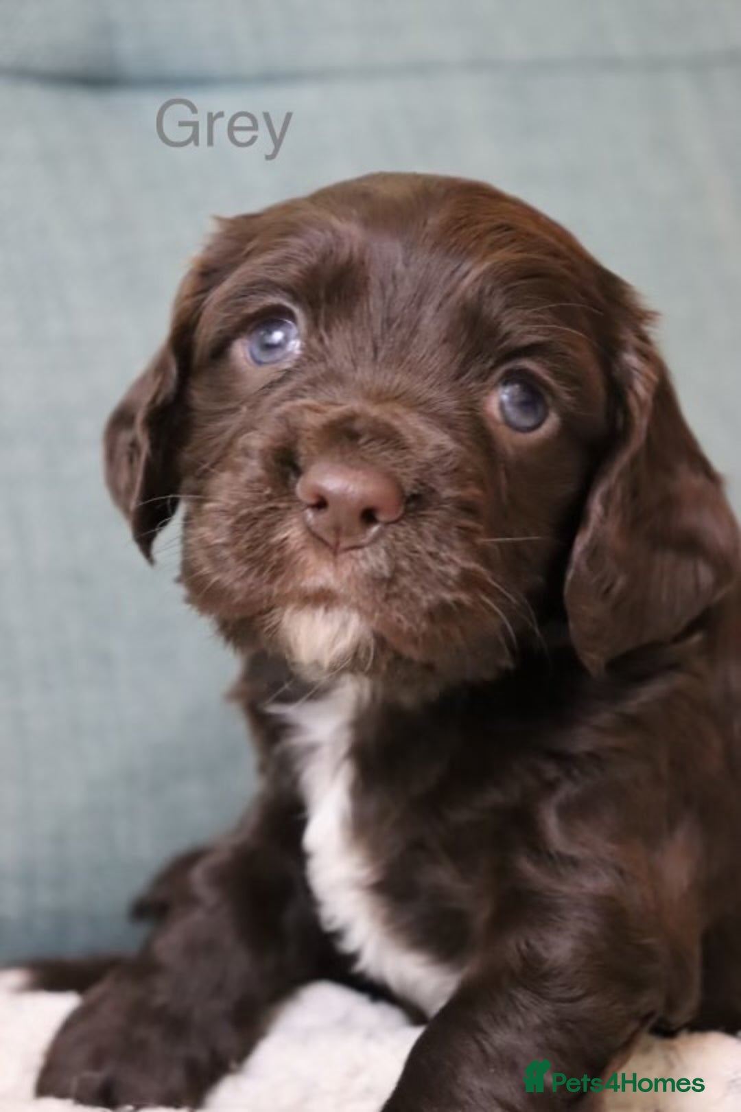 Cocker Spaniel dogs for sale: *Last little boy* chocolate cocker spaniel - Advert 16