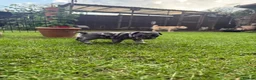 French Bulldog dogs for sale: Confident and Cute French Bulldog Puppies   - Advert 3