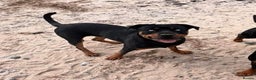 Rottweiler dogs for sale: Adult Full-Bred Female Rottweiler - Advert 3