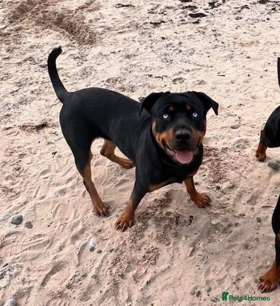 Rottweiler dogs for sale: Adult Full-Bred Female Rottweiler - Advert 3