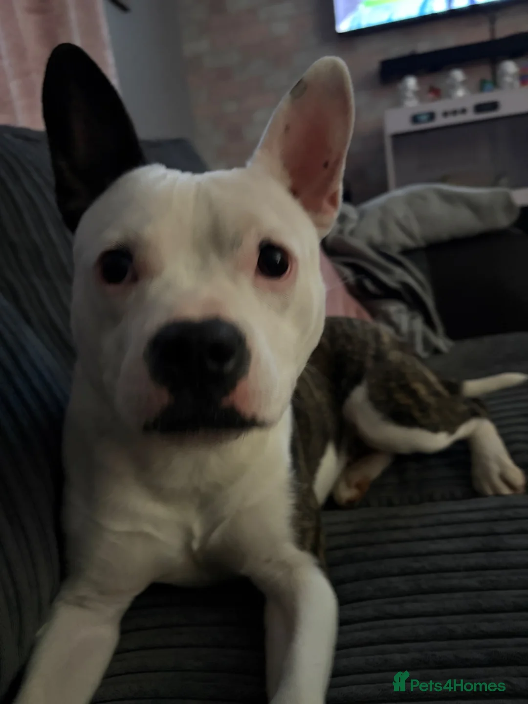 Mixed Breed dogs for sale: Staffy x frenchie  in Bury Saint Edmunds - Advert 2