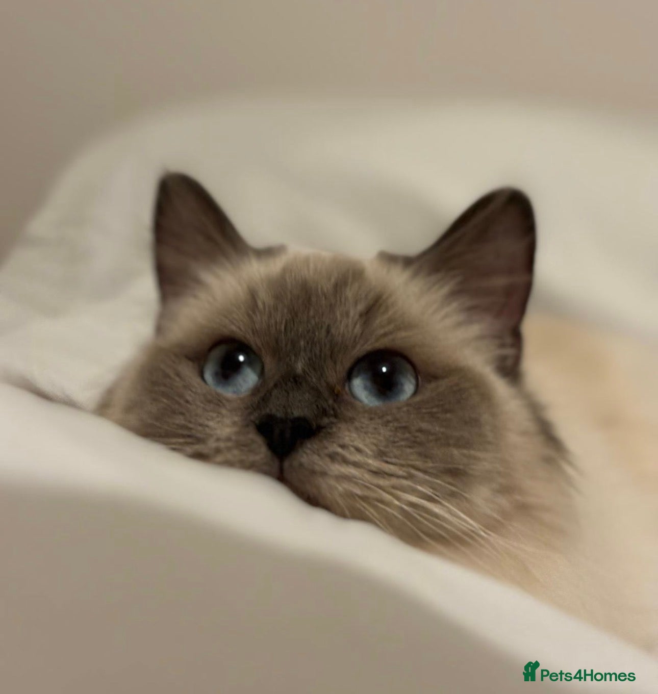 Ragdoll cats Affectionate ragdoll looking for a new home in Blyth - Advert 6