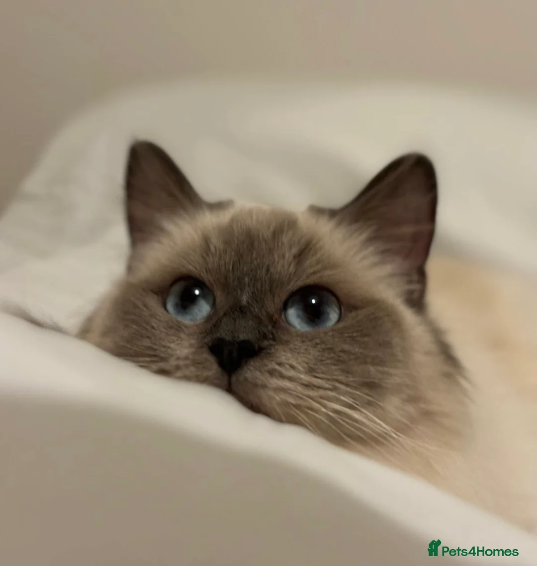 Ragdoll cats for sale: Affectionate ragdoll looking for a new home in Blyth - Advert 1