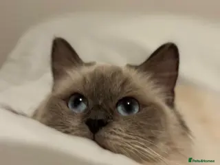 Ragdoll cats Affectionate ragdoll looking for a new home in Blyth - Advert 6