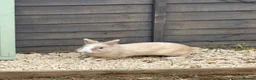 Lionhead rabbits for sale: 9x gorgeous fluffy lionhead bunnies  - Advert 20