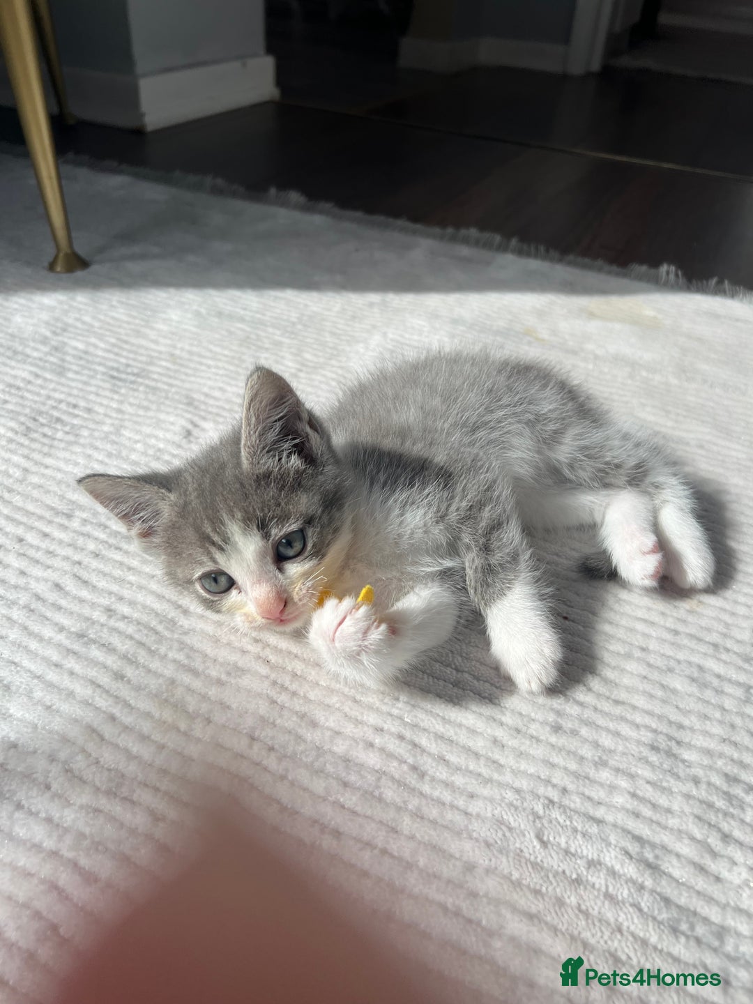 Ragdoll cats for sale: Four Lovely Ragdoll Cats  - Image 9