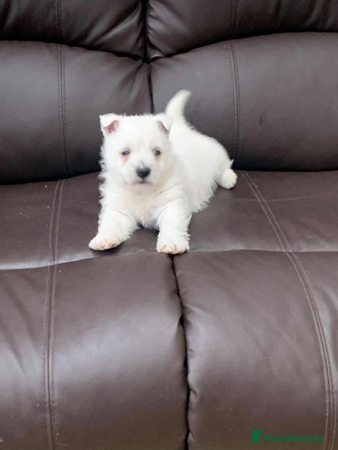 West Highland Terrier dogs for sale: Gorgeous Westie - Advert 2