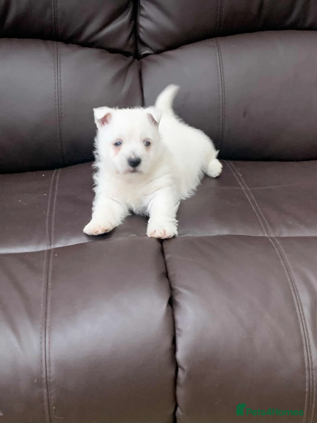 West Highland Terrier dogs for sale: Gorgeous Westie - Advert 2
