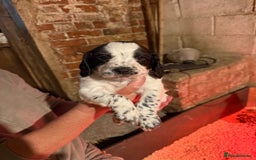 Cocker Spaniel dogs for sale: One blue roan cocker boy left - Image 4