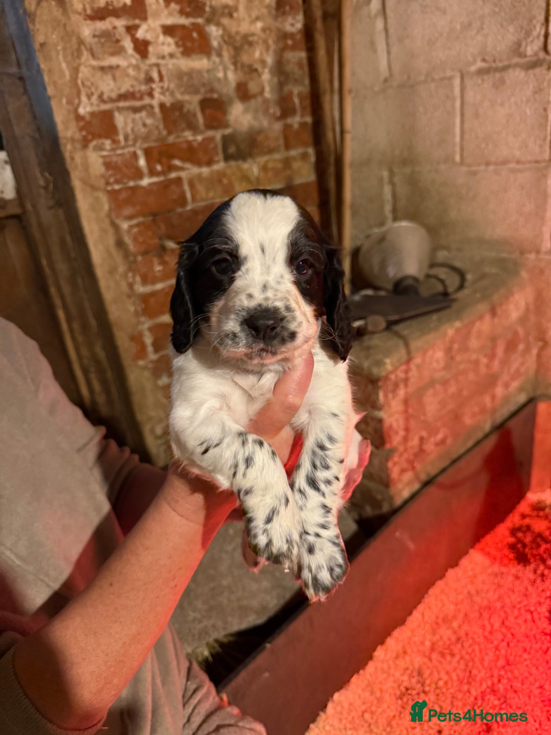 Cocker Spaniel dogs for sale: One blue roan cocker boy left - Image 4