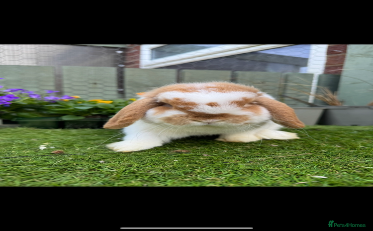 Mini Lop rabbits - Advert 15