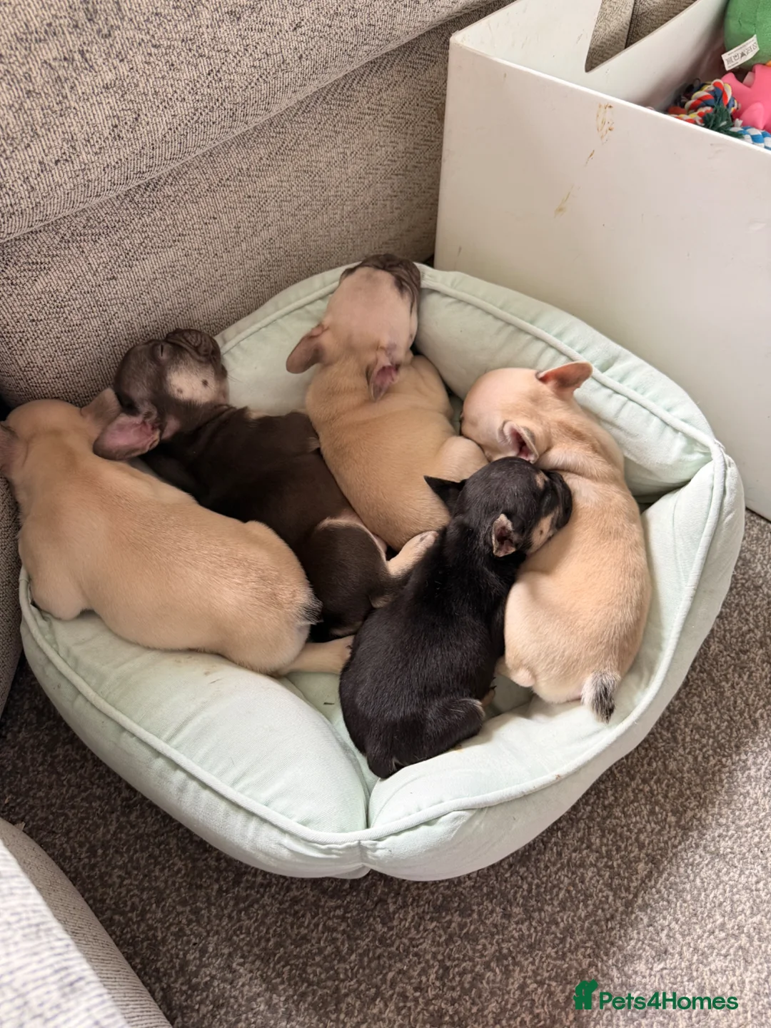 French Bulldog dogs for sale: French bulldog puppies 3 cream and one brown  - Advert 24