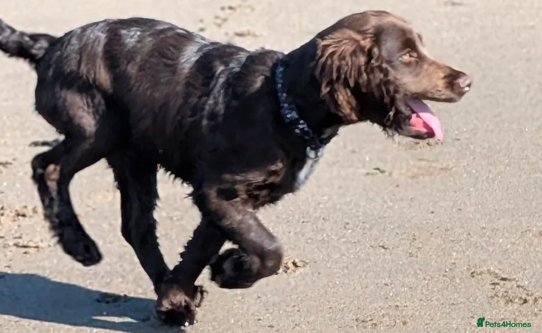 Cocker Spaniel dogs for sale: Paddy the cocker spaniel  in Maryport - Advert 5