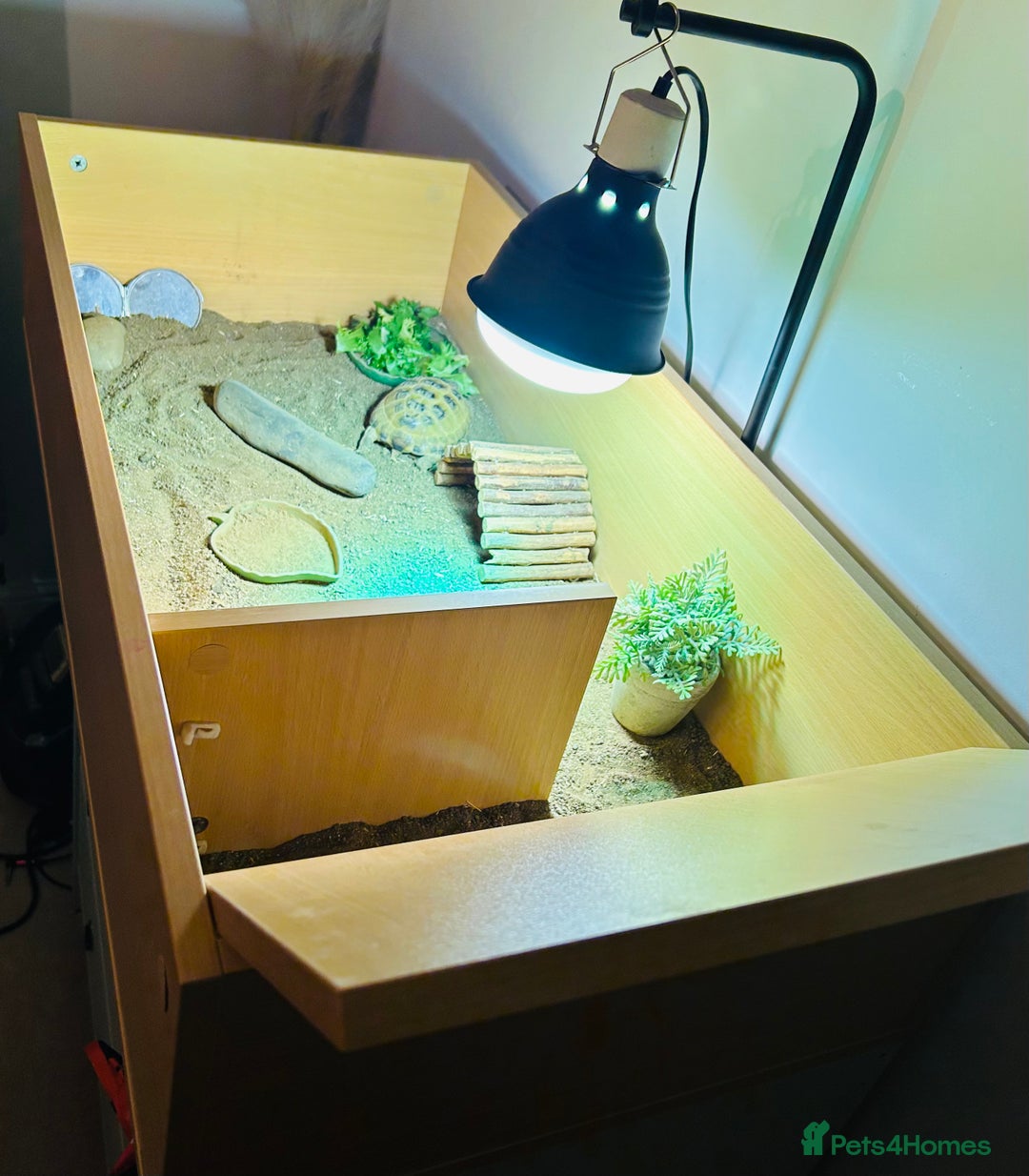 Tortoise reptiles for sale: Hermann Tortoise with enclosure & accessories  - Advert 6