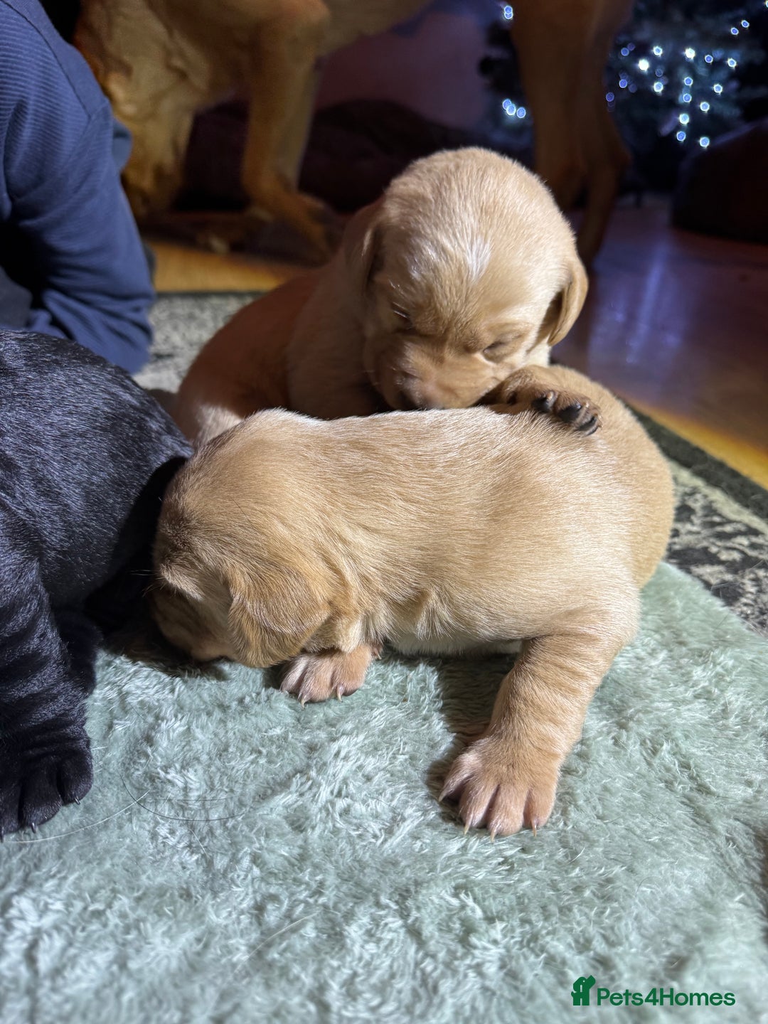 Labrador Retriever dogs for sale: KC Registered Labrador Retriever Puppies - Advert 17