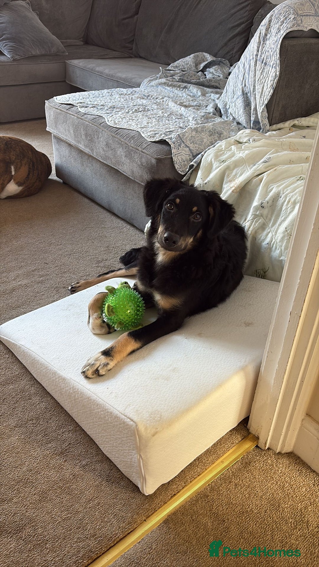Mixed Breed dogs for adoption: Zolly  - Image 1