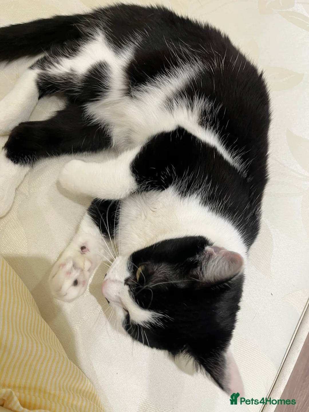 Mixed Breed cats for sale: Oreo  - Advert 1