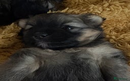 Mixed Breed dogs for sale: Stunning Toy Shihpoo Pom Puppies ready to reserve - Image 14