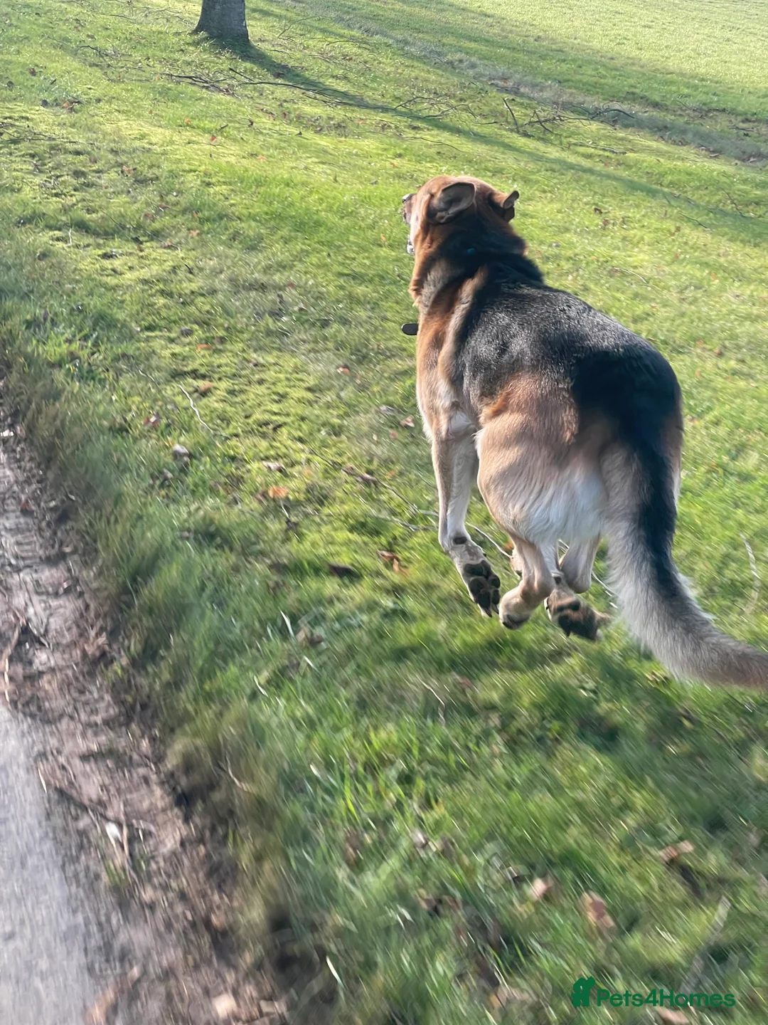 German Shepherd dogs for stud: Amazing GSD wolfdog *for Stud only* Not sale! - Advert 39