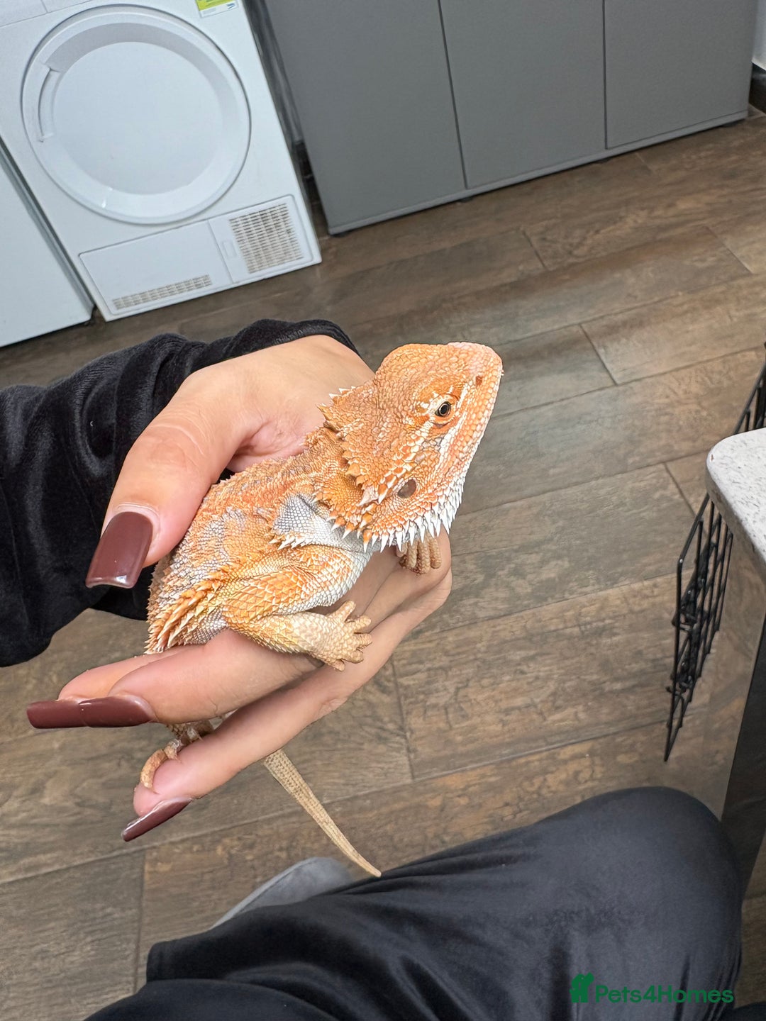 Bearded Dragon reptiles for sale: Young Bearded Dragon with Full Set Up New - Image 5