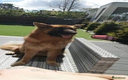 German Shepherd dogs for sale: German Shepherd  - Image 20