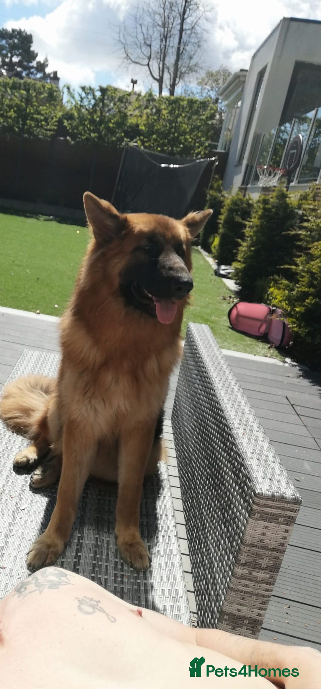 German Shepherd dogs for sale: German Shepherd  - Image 20