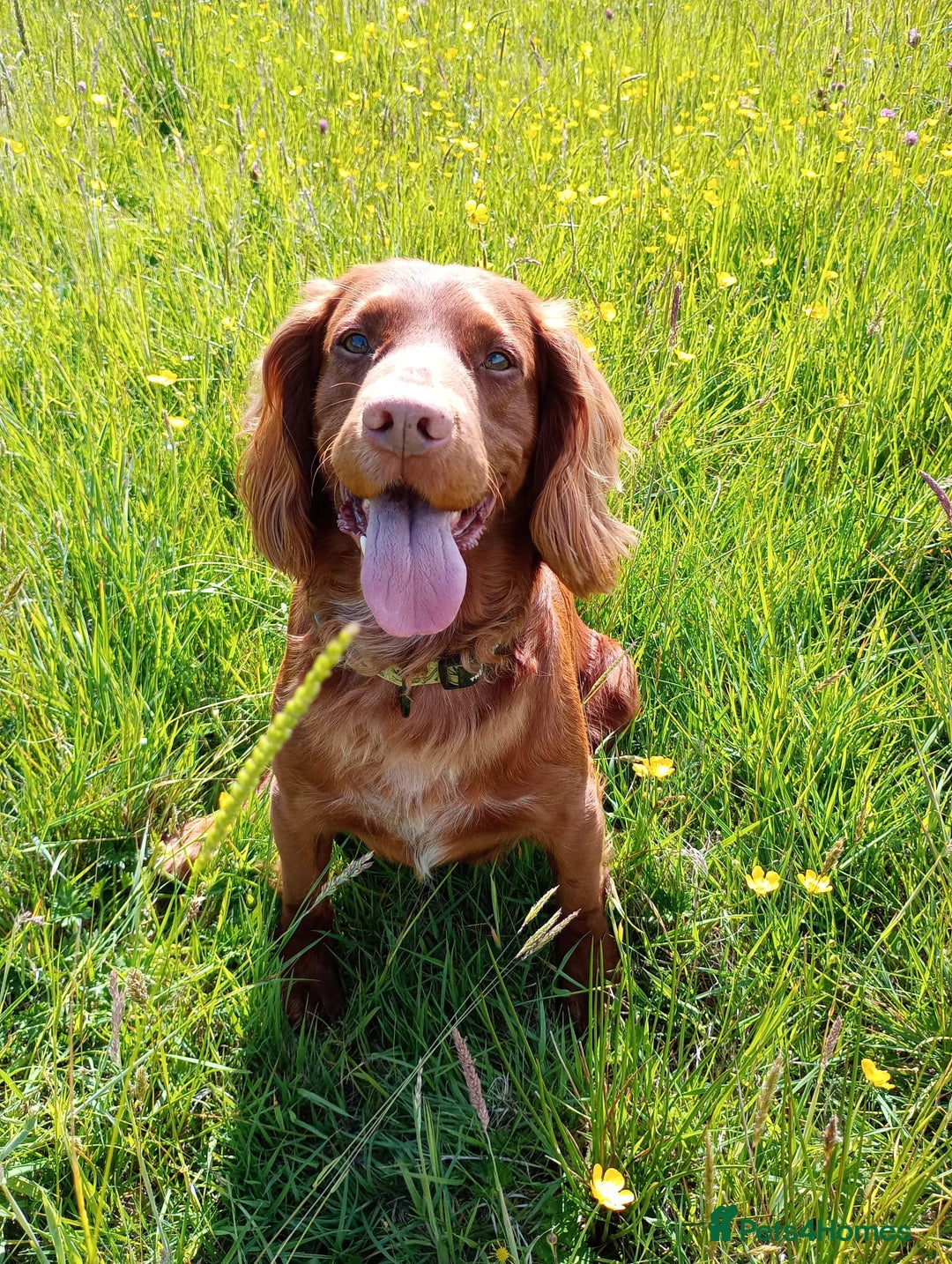 Cocker Spaniel dogs for stud: KC Registered Red Working Cocker Spaniel Stud - Advert 4