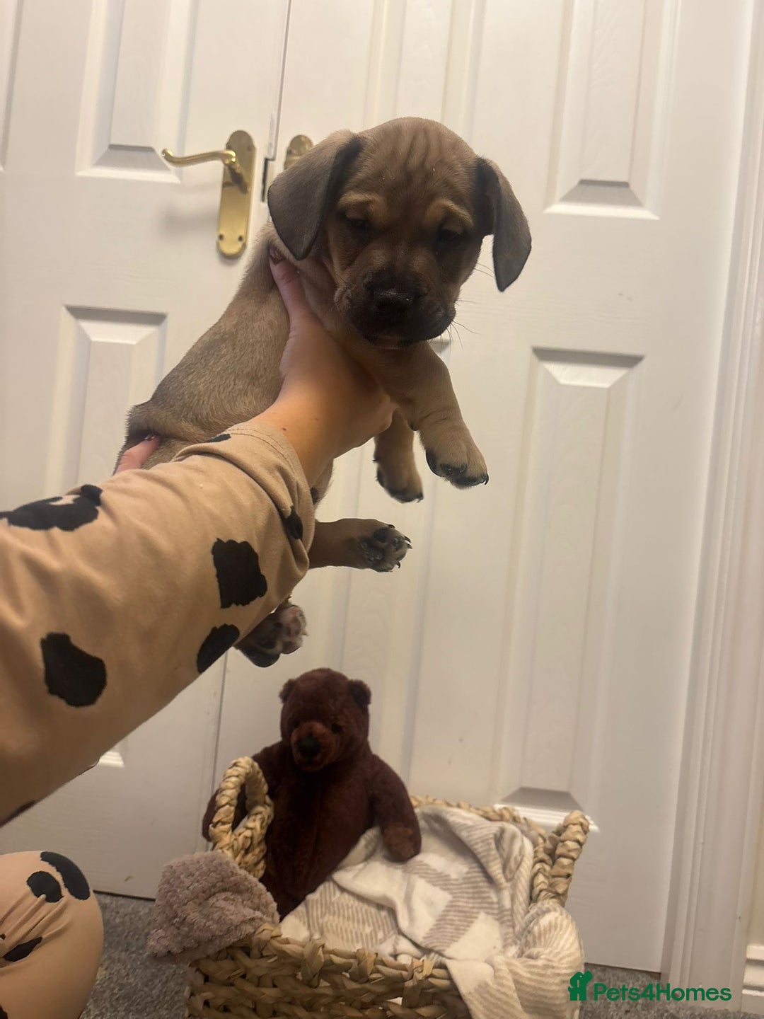 Mixed Breed dogs for sale:  Last 2 girls READY NOW! Rare English Bulldach - Advert 37