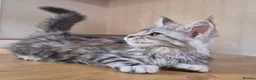 Maine Coon cats for sale: MAINE COON KITTENS in Wigton - Advert 3