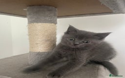 British Shorthair cats for sale: BTS x Ragdoll - Image 18