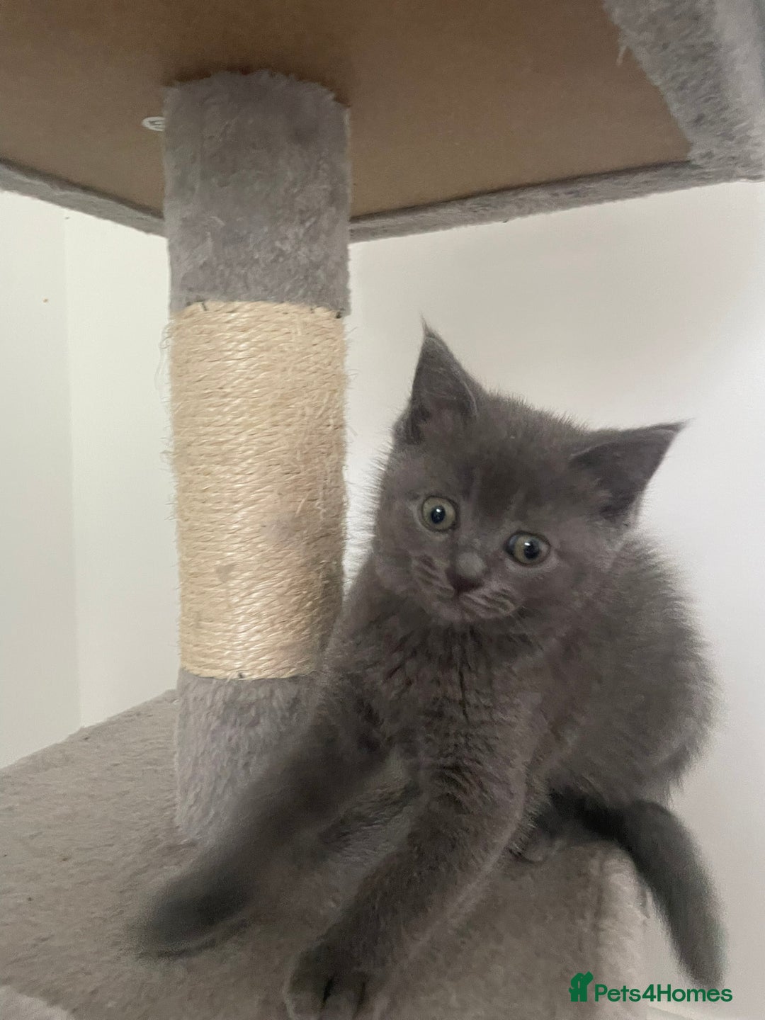British Shorthair cats for sale: BTS x Ragdoll - Image 18
