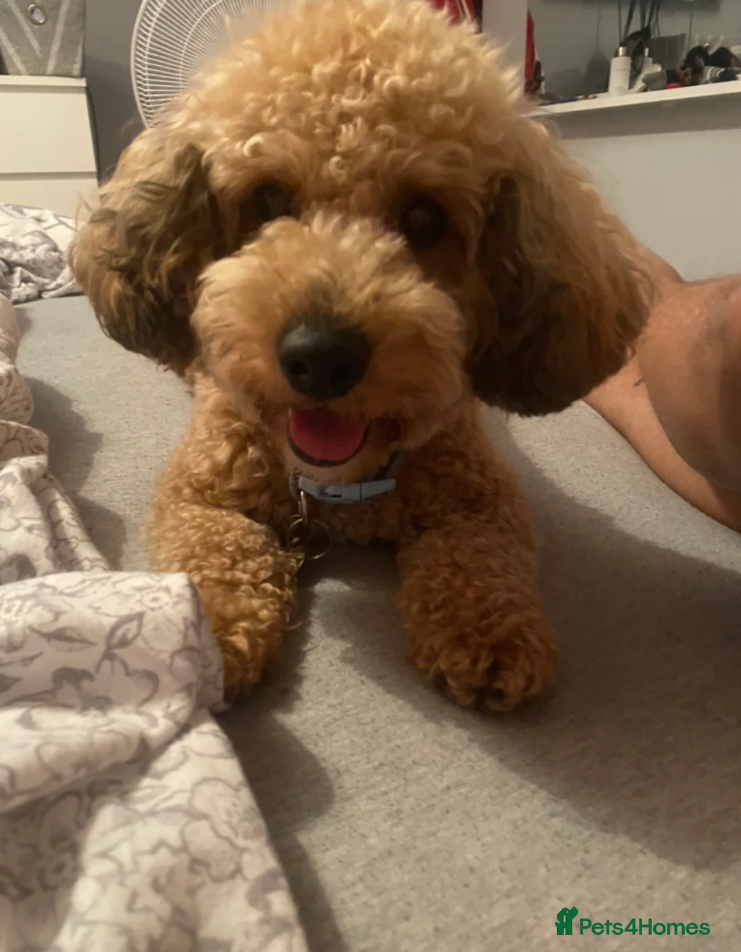 Toy Poodle dogs for stud: 🏆PROVEN🏆sable miniature poodle health tested in Havant - Advert 7