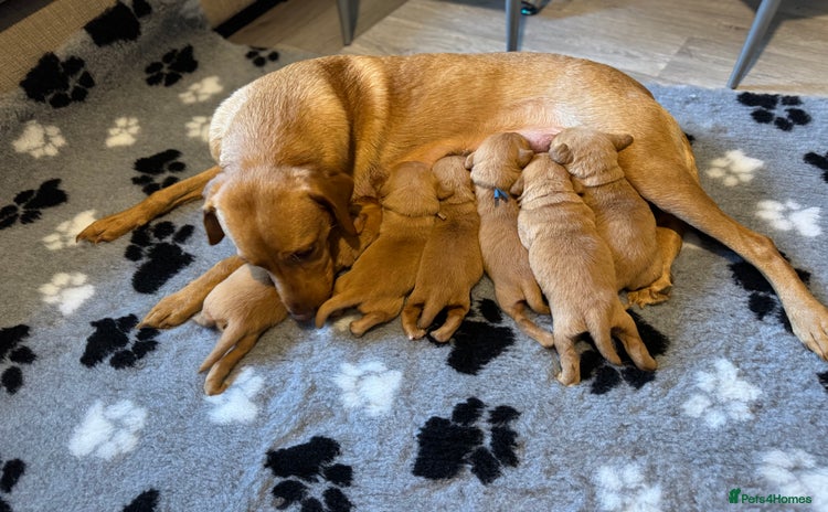 Labrador Retriever dogs - Advert 12