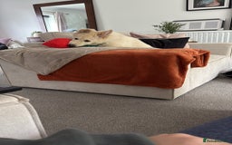 German Shepherd dogs for sale: White German shepherd pup  - Image 3