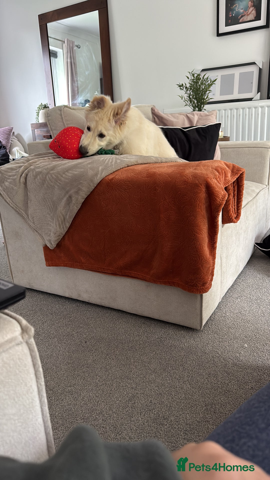 German Shepherd dogs for sale: White German shepherd pup  - Image 3