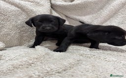 Labrador Retriever dogs for sale: Labrador Pups - Image 7