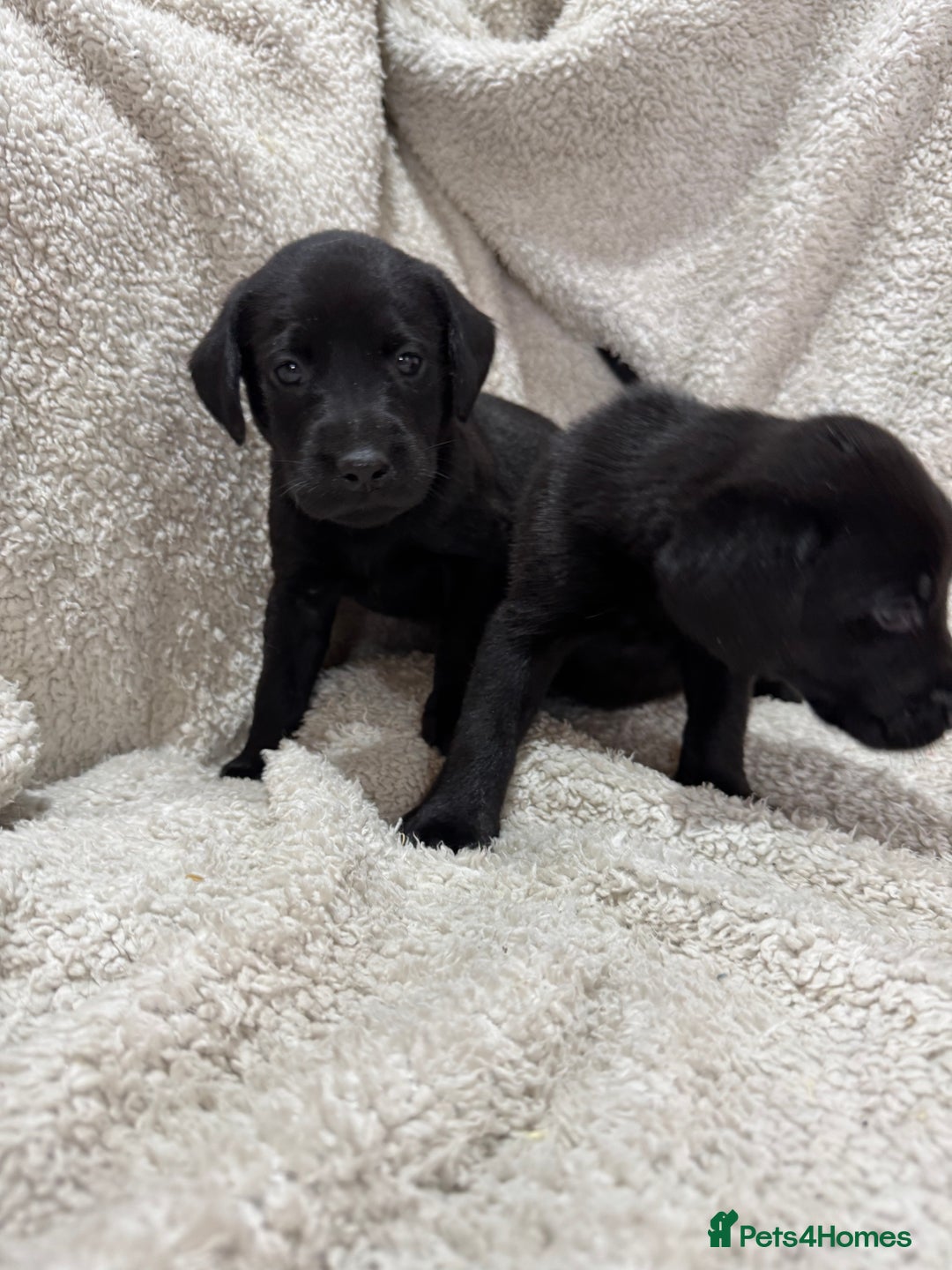 Labrador Retriever dogs for sale: Labrador Pups - Image 7