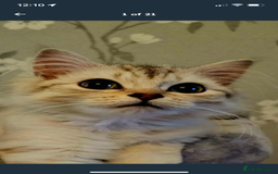 Siberian cats for sale: REDUCED!!! Pure breed hypoallergenic siberian - Image 3
