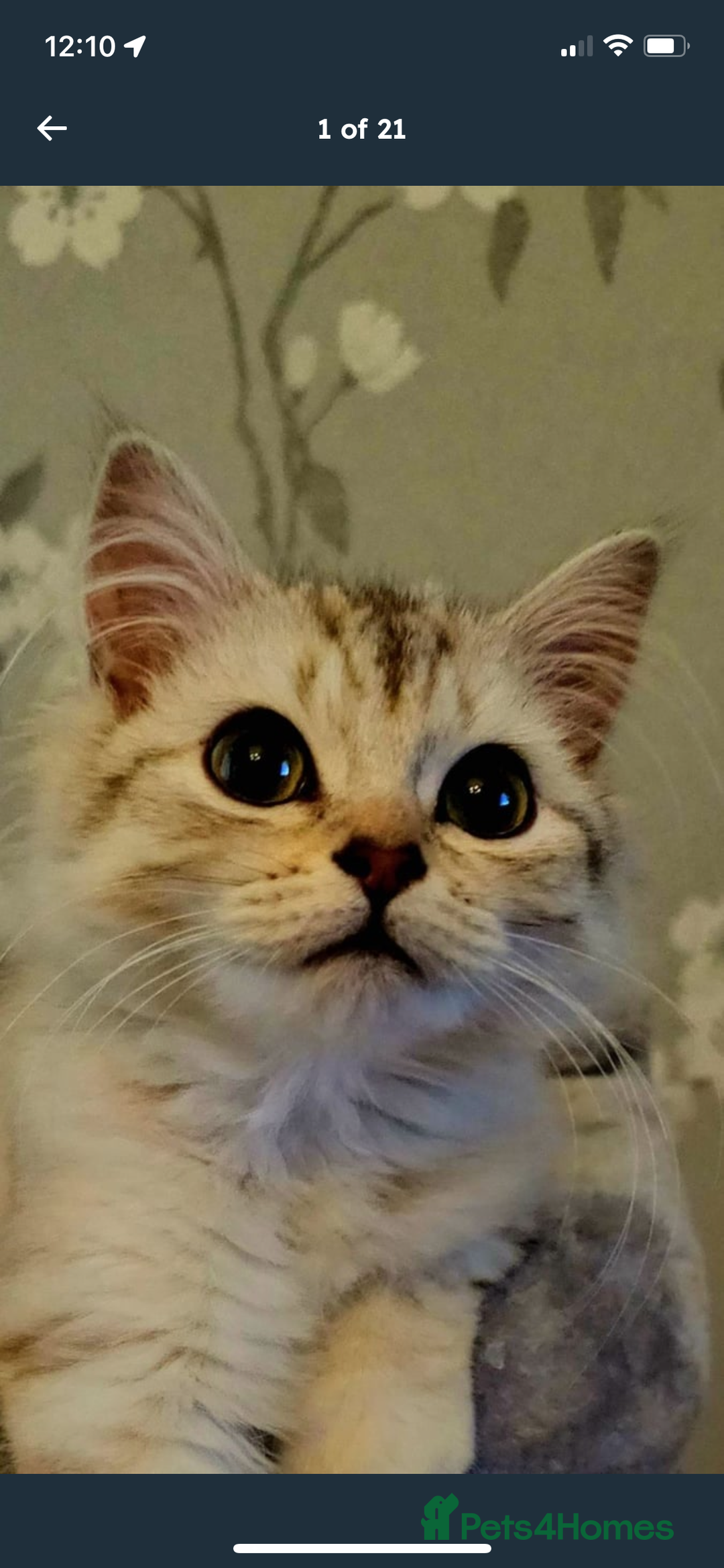 Siberian cats for sale: REDUCED!!! Pure breed hypoallergenic siberian - Image 3