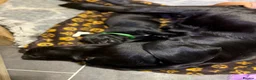 Labrador Retriever dogs for sale: Beautiful Labrador Retriever Puppies in Tiverton - Advert 15