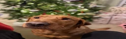Labrador Retriever dogs for sale: KC Registered Fox Red Labrador Retriever Puppies - Advert 40