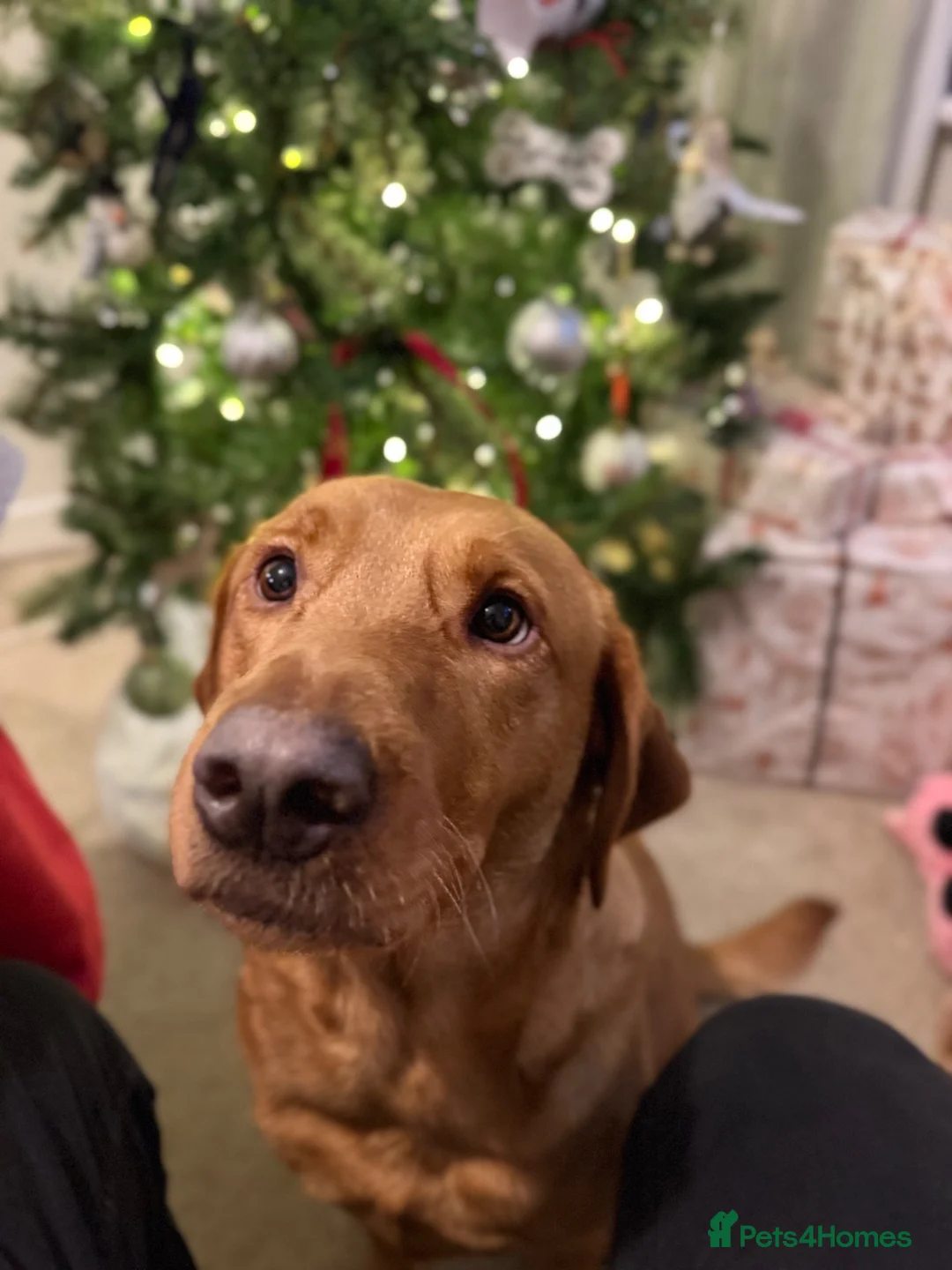 Labrador Retriever dogs for sale: KC Registered Fox Red Labrador Retriever Puppies - Advert 40