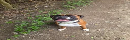 Boxer dogs for stud: First time stud, Bruce in Coulsdon - Advert 11