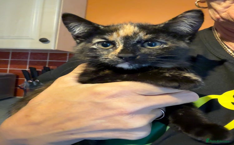 Mixed Breed cats - Advert 4