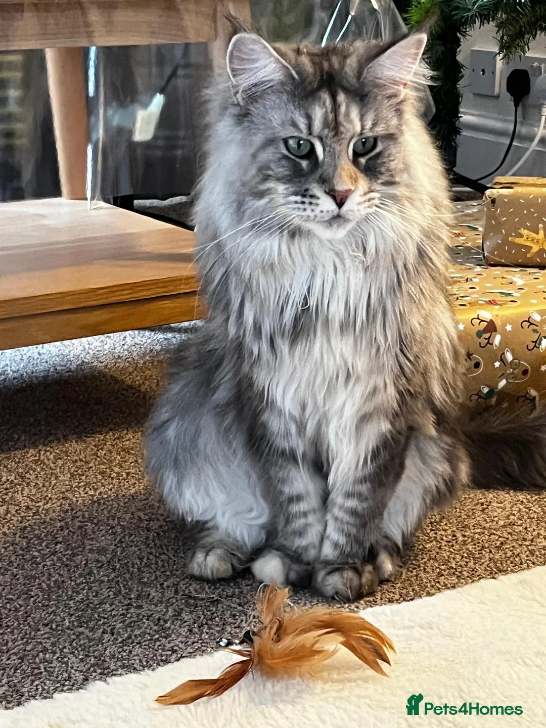 Maine Coon cats for sale: Gorgeous Silver Female Maine Coon  in Colchester - Advert 2