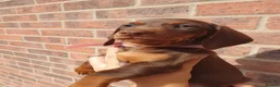 Dachshund dogs for sale: 1 Stunning Chunky female dachund left available  - Advert 19