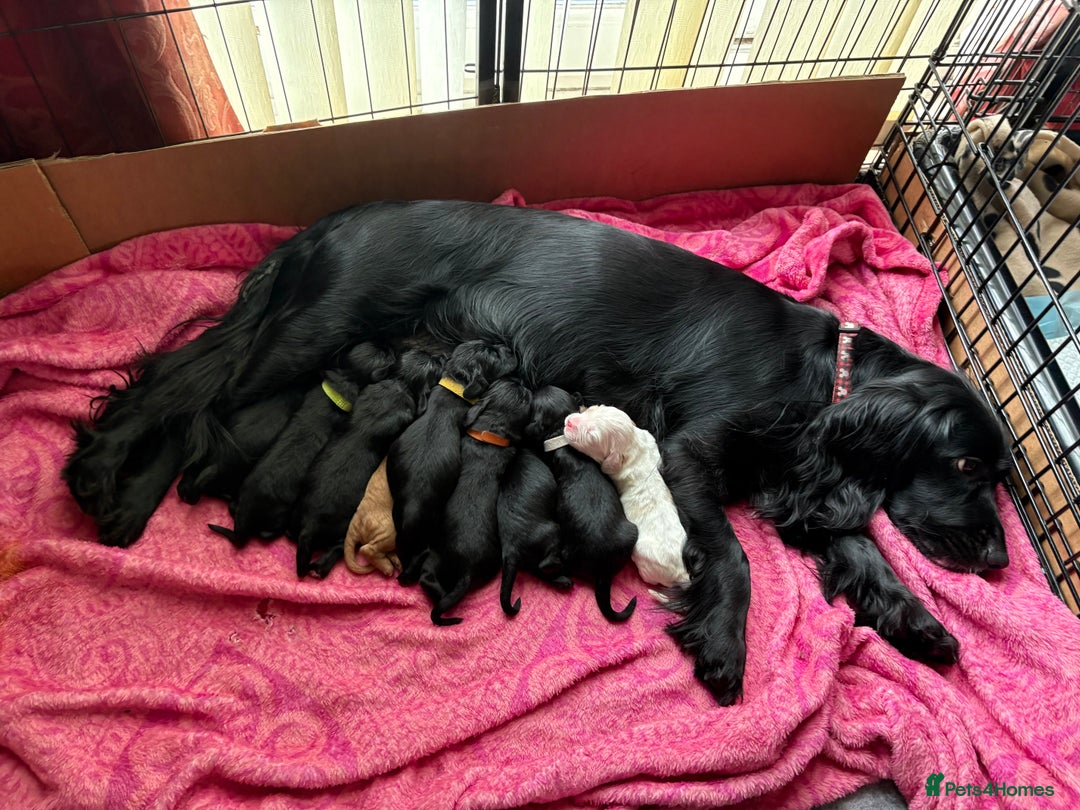 Cockalier dogs for sale: Cocker spaniel - Advert 18