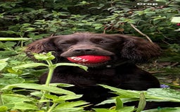 Cocker Spaniel dogs for sale: KC Registered Cocker Spaniel (Working) Puppies - Image 17